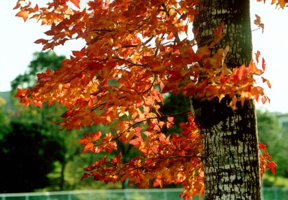 公園の紅葉した楓