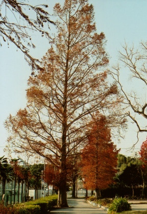 公園の紅葉