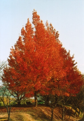 真っ赤に紅葉した楓