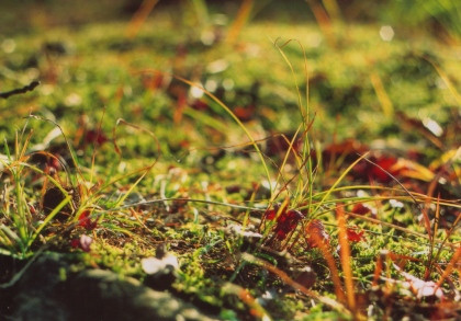 楓林の苔に落ち葉