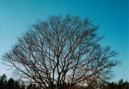 河川敷に立つ一本の木の写真