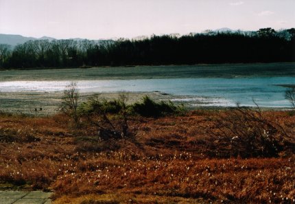 土手から仁淀川の流れの写真