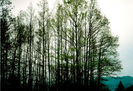 浄水場の雑木林の写真