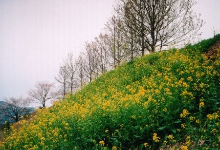 浄水場の菜の花の斜面の写真