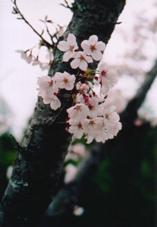 浄水場の桜の写真