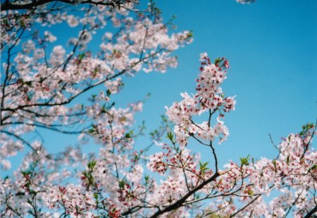 城西公園の桜の写真