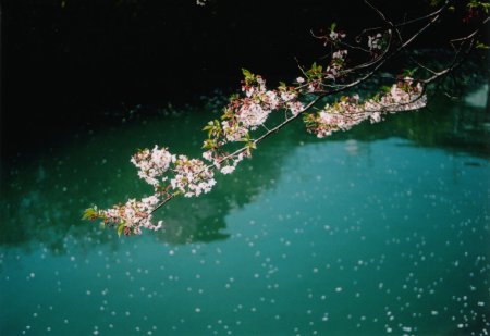 城西公園の桜の写真