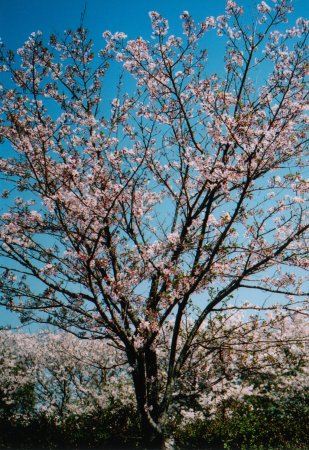 城西公園の桜の写真