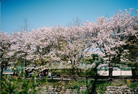 城西公園の桜の写真