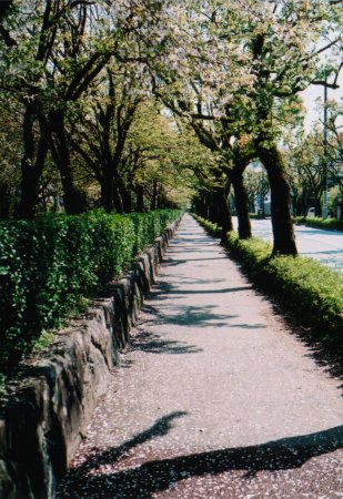 城西公園脇の桜並木道の写真