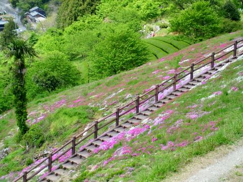 芝桜の写真