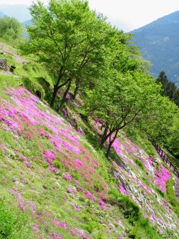 芝桜の写真