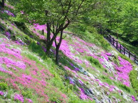 芝桜の写真