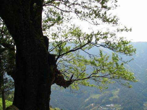 ひょうたん桜の新緑の写真