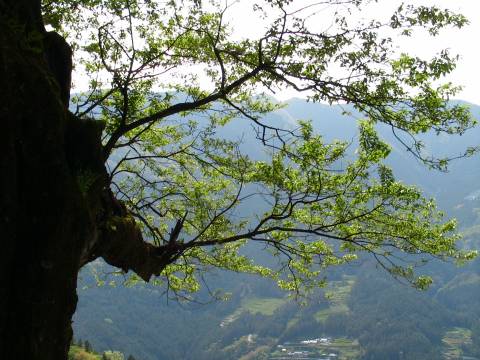 ひょうたん桜の新緑の写真