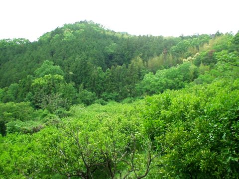 雨上がりの里山の写真