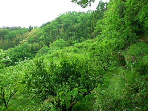 里山の写真