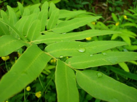 葉っぱの上の雨粒の写真