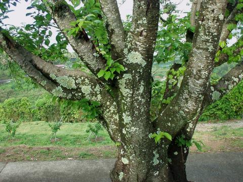 桜の木の写真