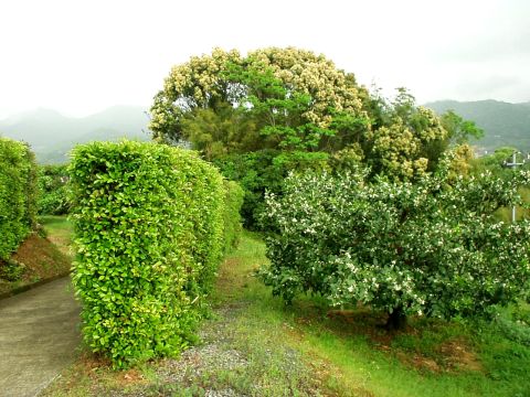 椎（栗？）の花の写真