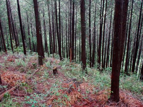 雑木林の斜面の足下の写真