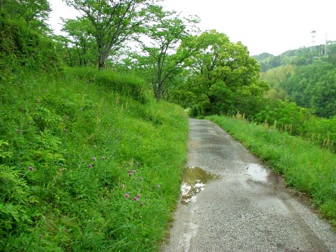 里山の中の道の写真