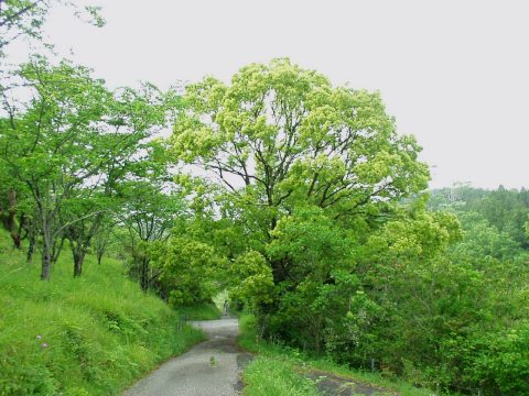 新緑に続く道の写真