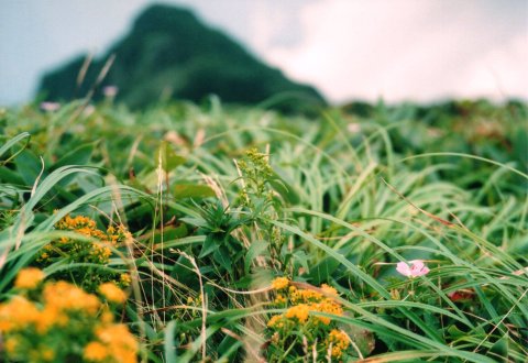 瓶ヶ森のお花の写真