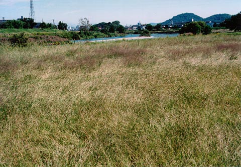 鏡川河川敷公園の写真