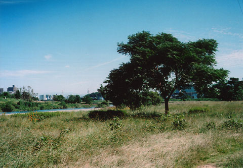 鏡川河川敷公園の木の写真