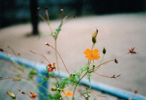 公園のキバナコスモスの写真