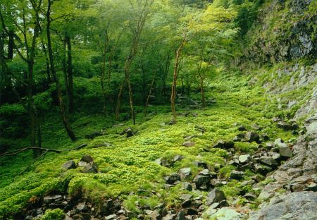 高瀑右岸の草付き斜面の写真