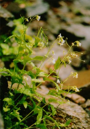 高瀑滝身直下に咲く花の写真