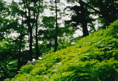 高瀑右岸草付きの写真