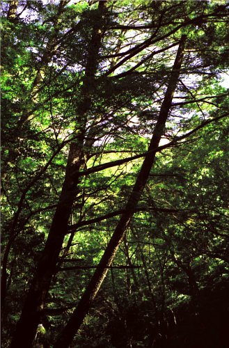 七釜脇の樹々の写真