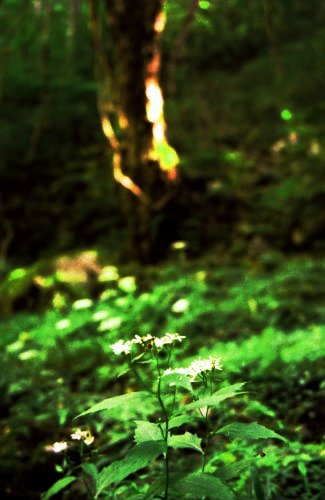 悠久の森の足元の白い花の写真