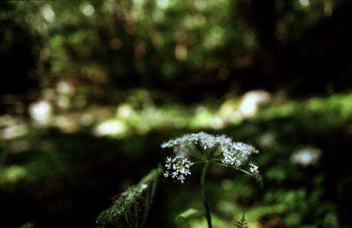 悠久の森の白いお花の写真