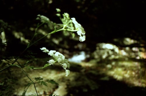 悠久の森の白いお花の写真