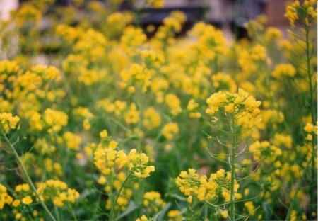 書店近くの菜の花の写真