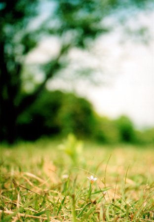 筆山公園に咲く小さな花の写真