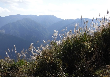 四国の山の上の芒の写真