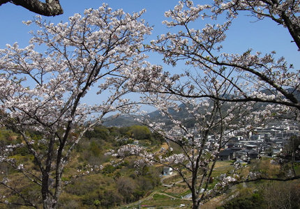 桜咲く浄水場への坂道から見た朝倉の写真